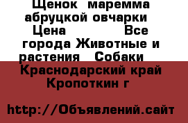 Щенок  маремма абруцкой овчарки › Цена ­ 50 000 - Все города Животные и растения » Собаки   . Краснодарский край,Кропоткин г.